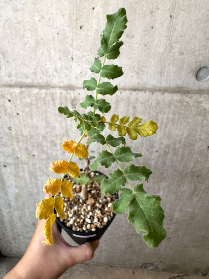 【現品限り】ボスウェリア・サクラ【AD31】 Boswellia sacra