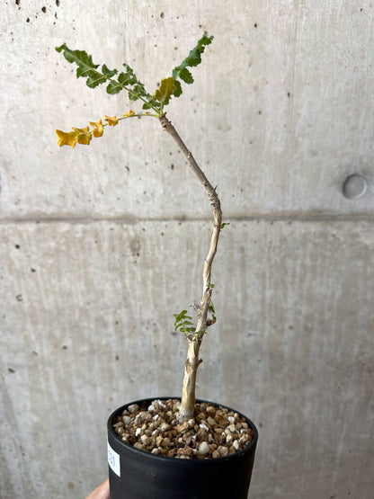 【現品限り】ボスウェリア・サクラ【AD31】 Boswellia sacra