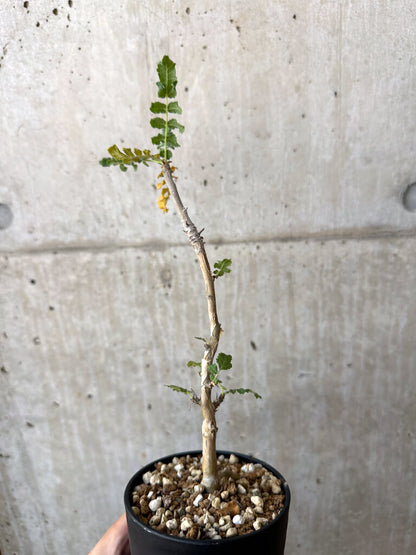 【現品限り】ボスウェリア・サクラ【AD31】 Boswellia sacra