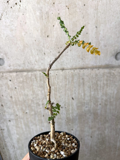 【現品限り】ボスウェリア・サクラ【AD31】 Boswellia sacra