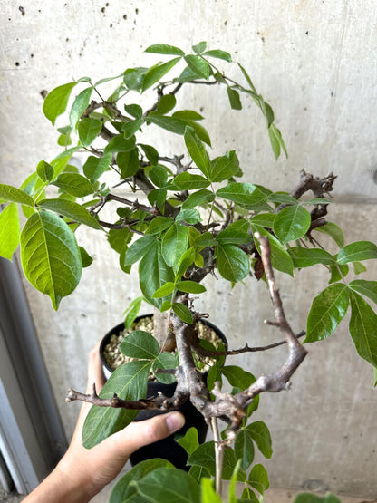 【現品限り】コミフォラ・ミルドブラエディ 現地株 発根済み【AD32】 Commiphora mildbraedii