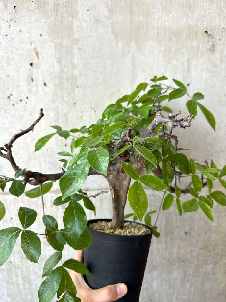 【現品限り】コミフォラ・ミルドブラエディ 現地株 発根済み【AD32】 Commiphora mildbraedii