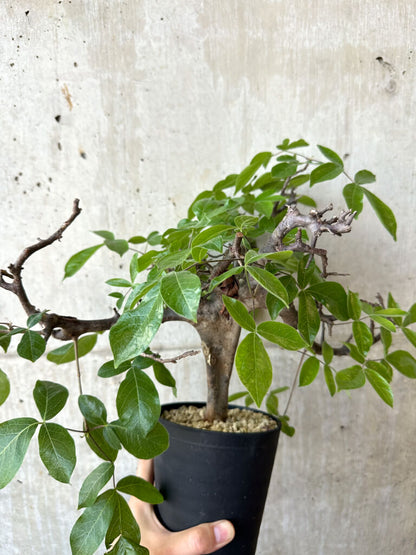 【現品限り】コミフォラ・ミルドブラエディ 現地株 発根済み【AD32】 Commiphora mildbraedii