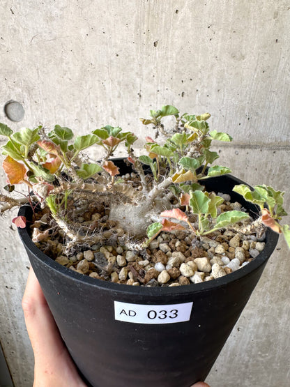 【現品限り】ヤトロファ・マルギナータ 特大【AD33】 Jatropha marginata