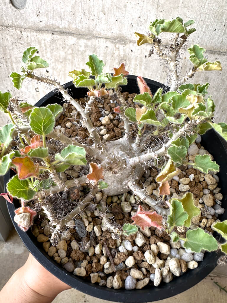 【現品限り】ヤトロファ・マルギナータ 特大【AD33】 Jatropha marginata