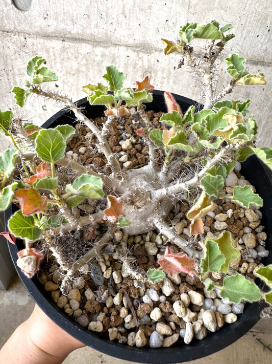 【現品限り】ヤトロファ・マルギナータ 特大【AD33】 Jatropha marginata