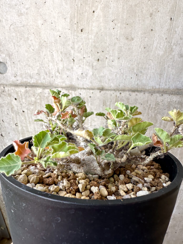 【現品限り】ヤトロファ・マルギナータ 特大【AD33】 Jatropha marginata