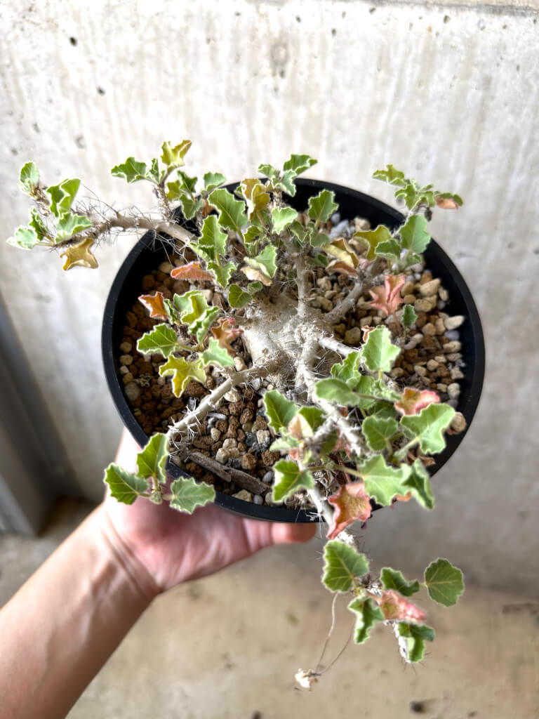 【現品限り】ヤトロファ・マルギナータ 特大【AD33】 Jatropha marginata