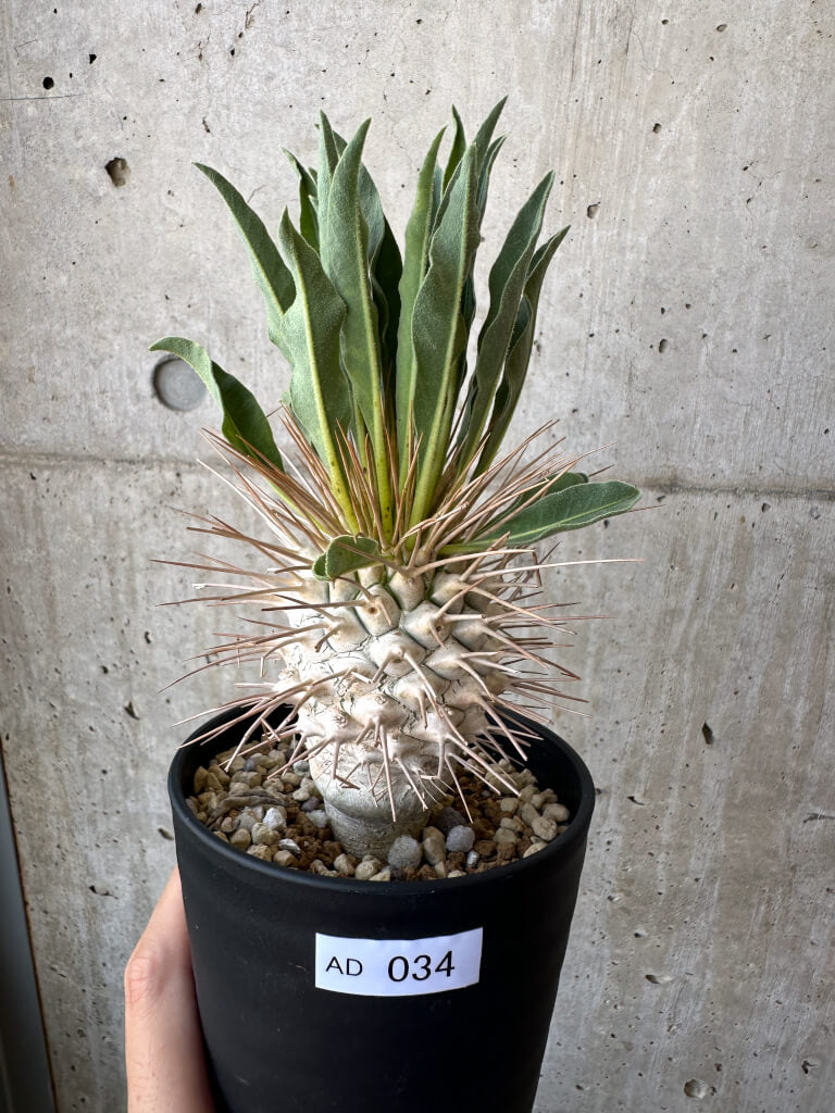 【現品限り】パキポディウム・ナマクアナム 光堂 実生 大株【AD34】 Pachypodium namaquanum