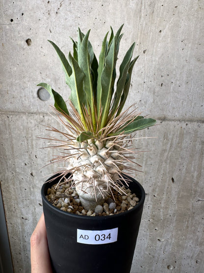 【現品限り】パキポディウム・ナマクアナム 光堂 実生 大株【AD34】 Pachypodium namaquanum