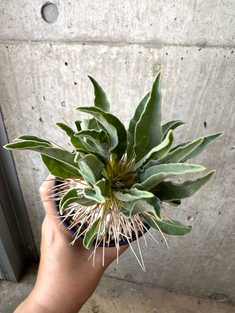 【現品限り】パキポディウム・ナマクアナム 光堂 実生 大株【AD34】 Pachypodium namaquanum