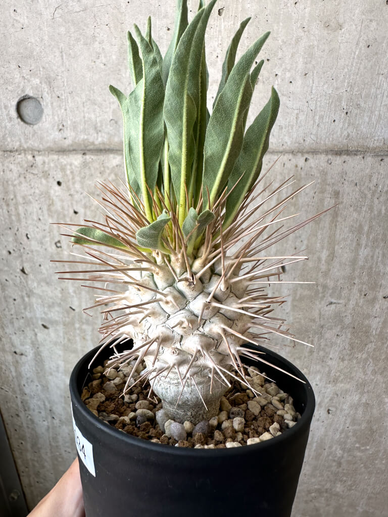 【現品限り】パキポディウム・ナマクアナム 光堂 実生 大株【AD34】 Pachypodium namaquanum