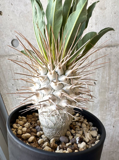 【現品限り】パキポディウム・ナマクアナム 光堂 実生 大株【AD34】 Pachypodium namaquanum