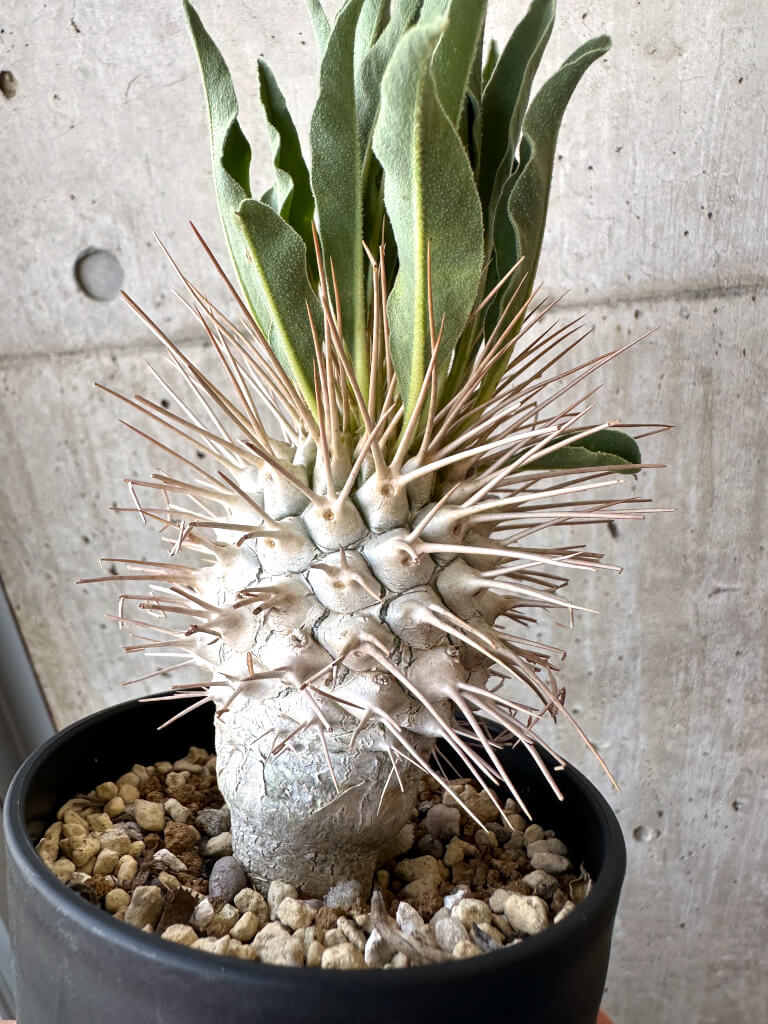 【現品限り】パキポディウム・ナマクアナム 光堂 実生 大株【AD34】 Pachypodium namaquanum