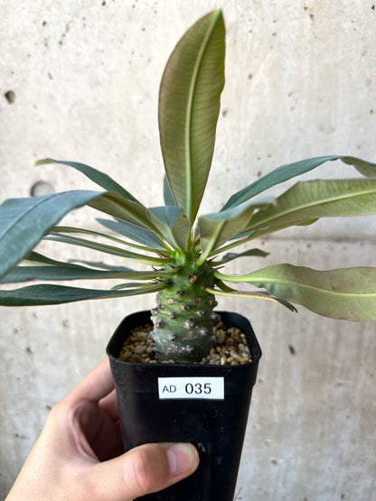 【現品限り】ユーフォルビア・パキポディオイデス【AD35】 Euphorbia pachypodioides