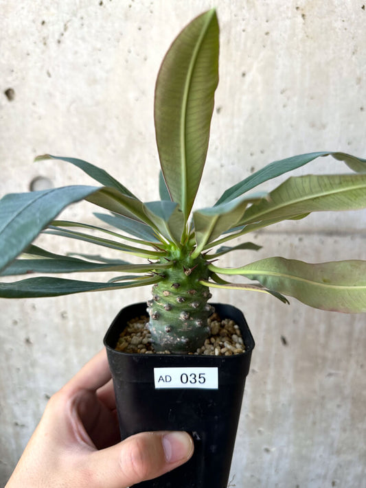 【現品限り】ユーフォルビア・パキポディオイデス【AD35】 Euphorbia pachypodioides
