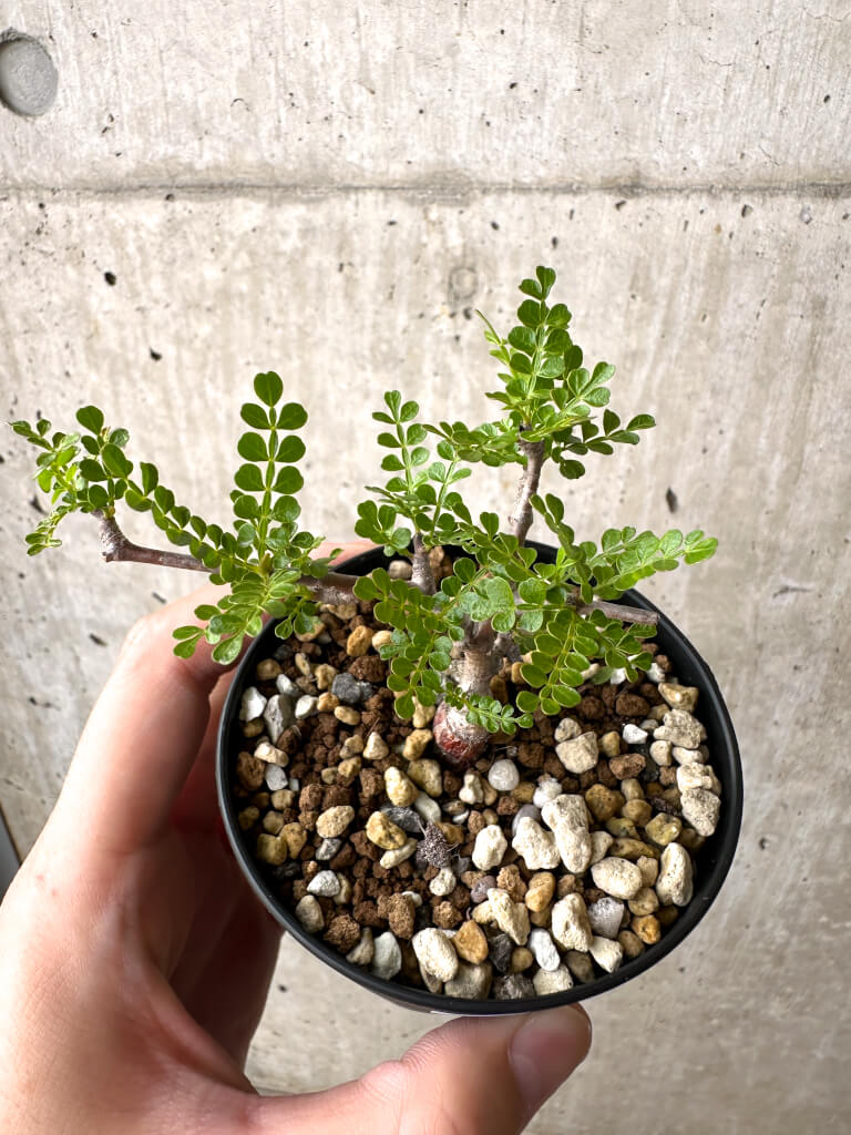 【現品限り】オペルクリカリア・パキプス 根挿し【AD3】 Operculicarya pachypus