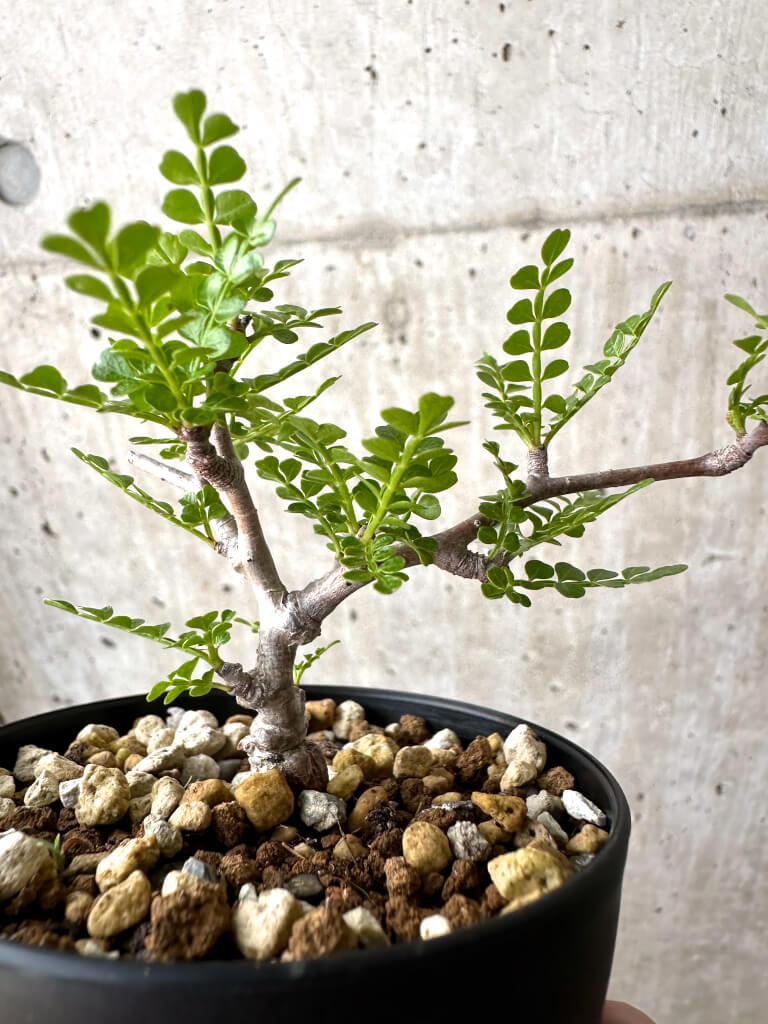 【現品限り】オペルクリカリア・パキプス 根挿し【AD3】 Operculicarya pachypus