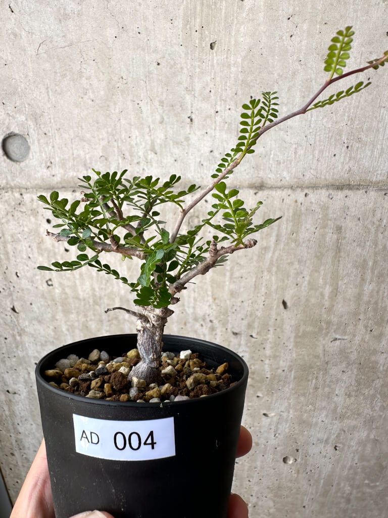 【現品限り】オペルクリカリア・パキプス 根挿し【AD4】 Operculicarya pachypus