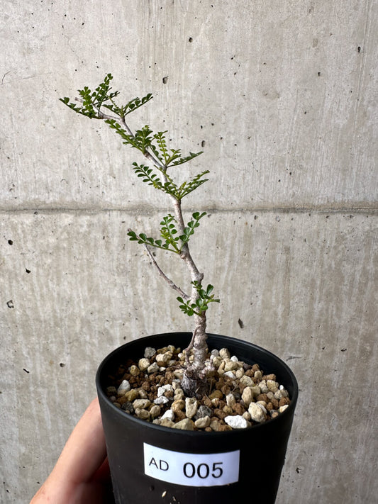 【現品限り】オペルクリカリア・パキプス 根挿し【AD5】 Operculicarya pachypus