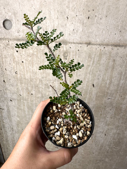 【現品限り】オペルクリカリア・パキプス 根挿し【AD5】 Operculicarya pachypus