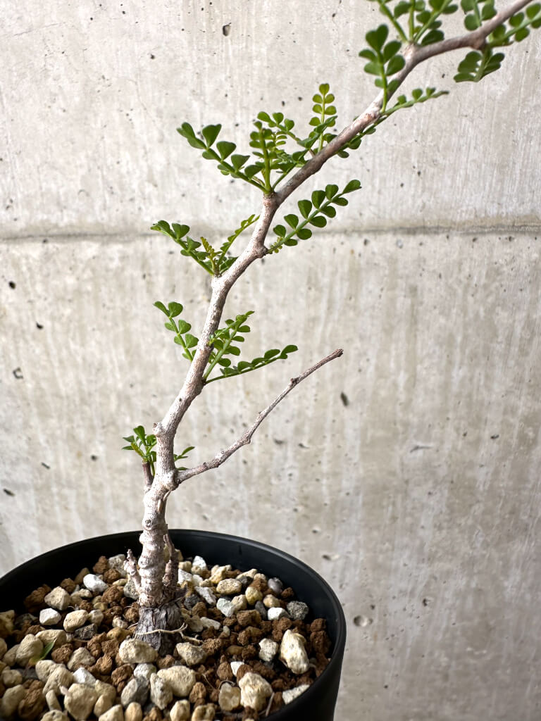 【現品限り】オペルクリカリア・パキプス 根挿し【AD5】 Operculicarya pachypus