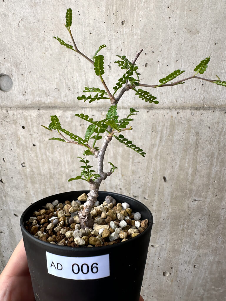 【現品限り】オペルクリカリア・パキプス 根挿し【AD6】 Operculicarya pachypus