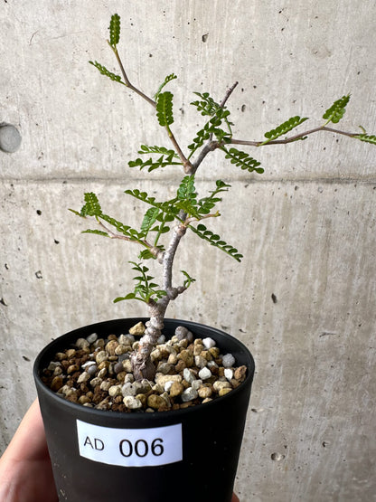 【現品限り】オペルクリカリア・パキプス 根挿し【AD6】 Operculicarya pachypus