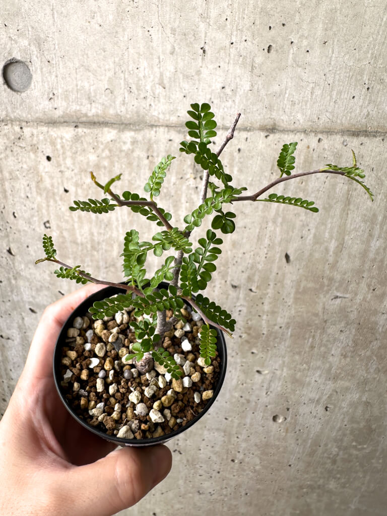 【現品限り】オペルクリカリア・パキプス 根挿し【AD6】 Operculicarya pachypus