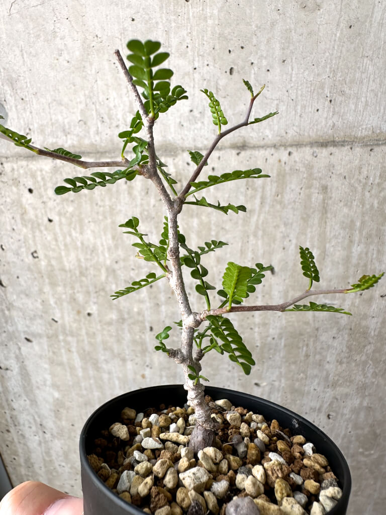 【現品限り】オペルクリカリア・パキプス 根挿し【AD6】 Operculicarya pachypus