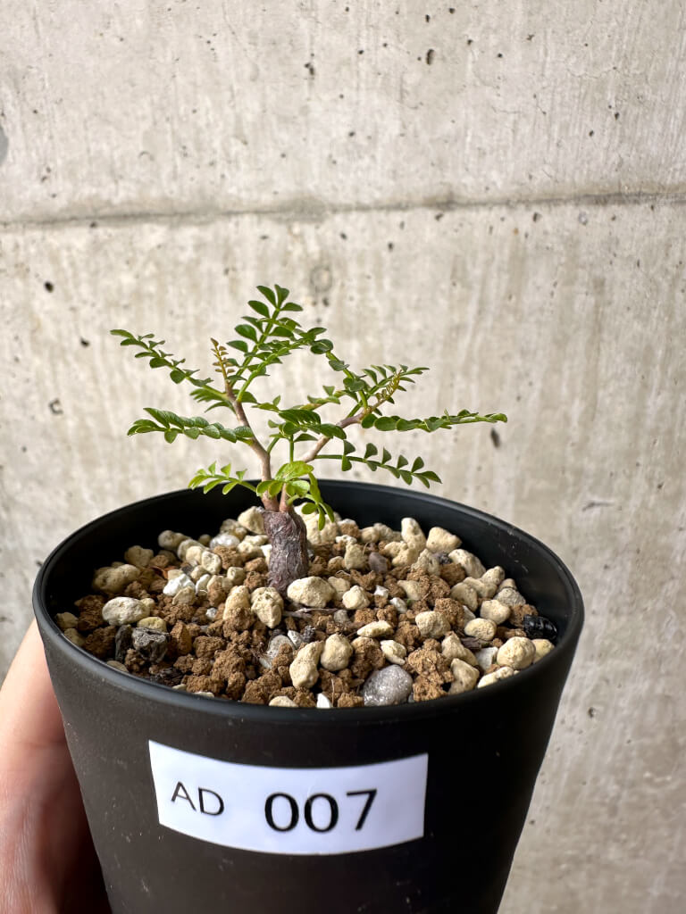 【現品限り】オペルクリカリア・パキプス 根挿し【AD7】 Operculicarya pachypus