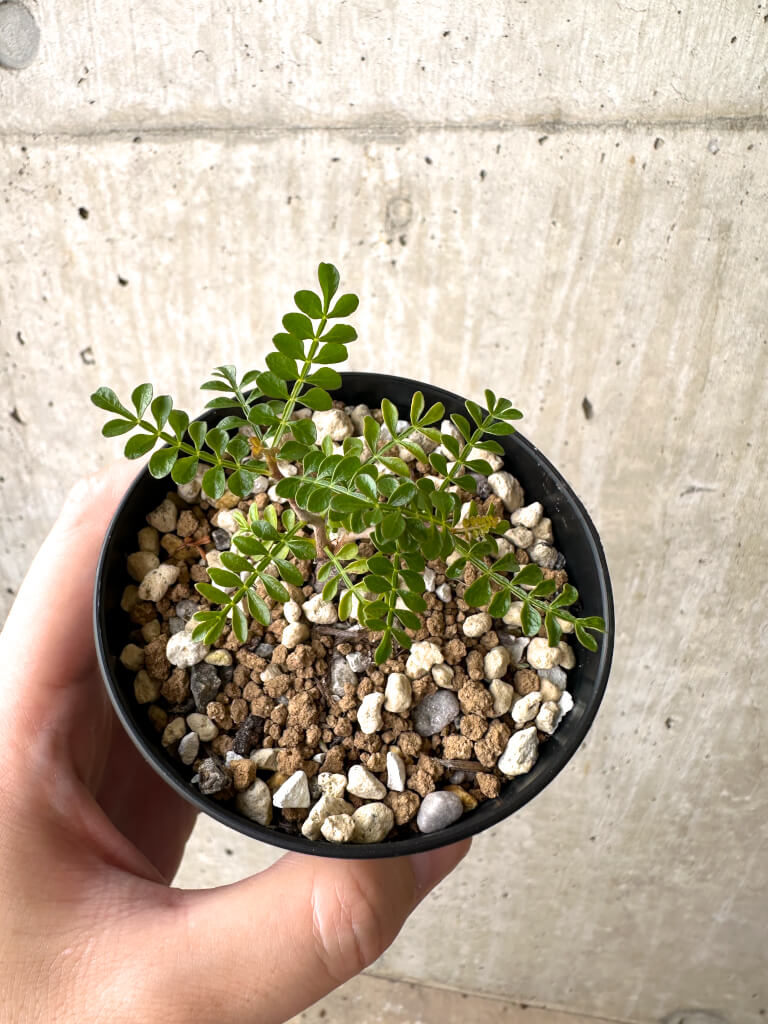 【現品限り】オペルクリカリア・パキプス 根挿し【AD7】 Operculicarya pachypus