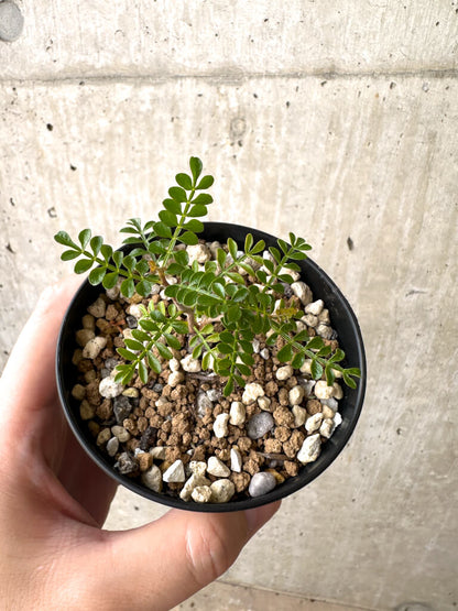 【現品限り】オペルクリカリア・パキプス 根挿し【AD7】 Operculicarya pachypus