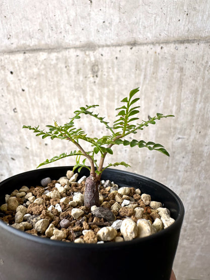 【現品限り】オペルクリカリア・パキプス 根挿し【AD7】 Operculicarya pachypus