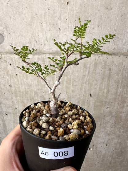 【現品限り】オペルクリカリア・パキプス 根挿し【AD8】 Operculicarya pachypus