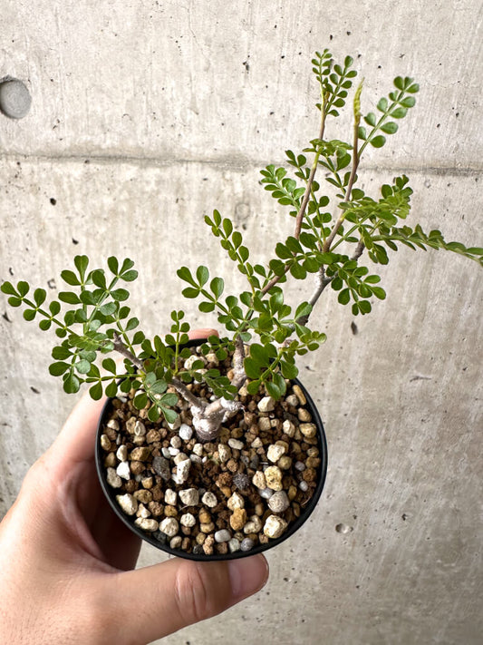 【現品限り】オペルクリカリア・パキプス 根挿し【AD8】 Operculicarya pachypus