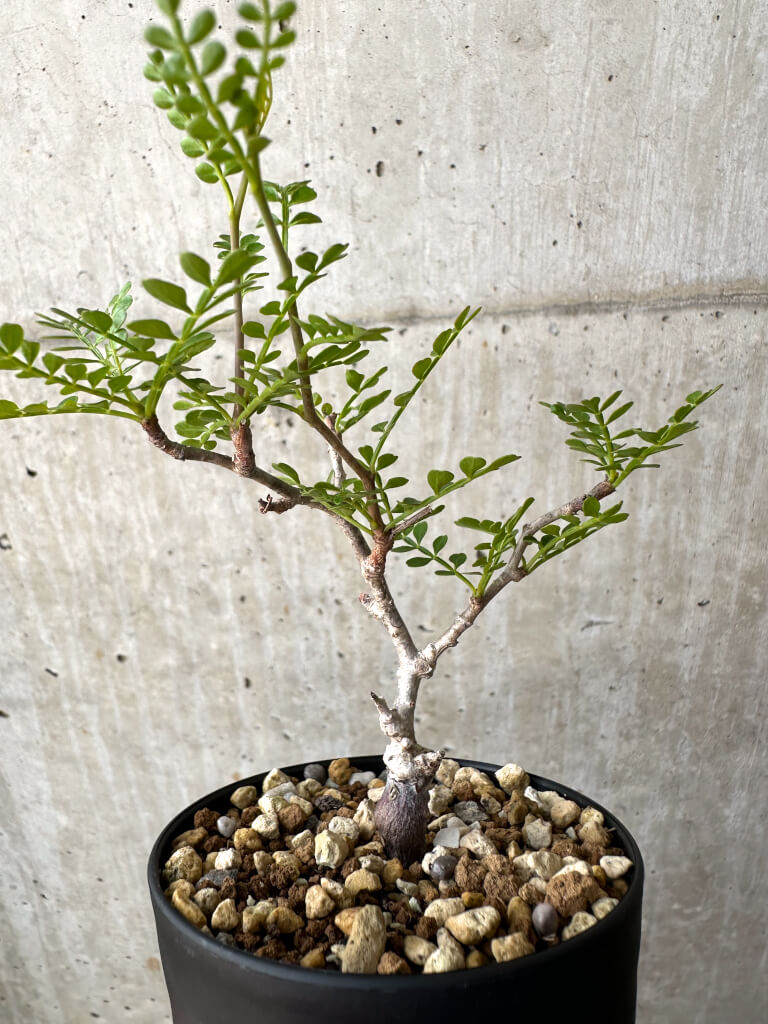 【現品限り】オペルクリカリア・パキプス 根挿し【AD8】 Operculicarya pachypus