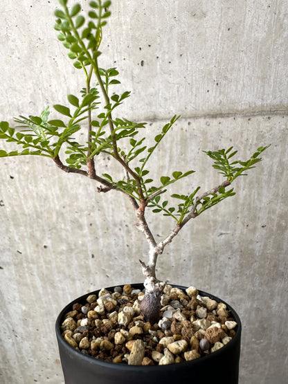 【現品限り】オペルクリカリア・パキプス 根挿し【AD8】 Operculicarya pachypus