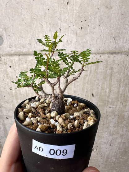 【現品限り】オペルクリカリア・パキプス 根挿し【AD9】 Operculicarya pachypus