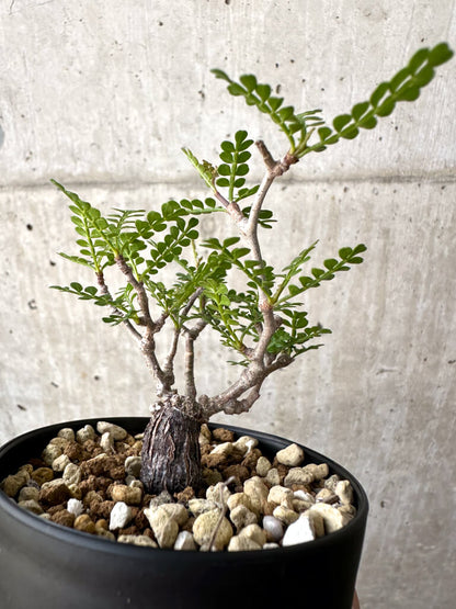 【現品限り】オペルクリカリア・パキプス 根挿し【AD9】 Operculicarya pachypus