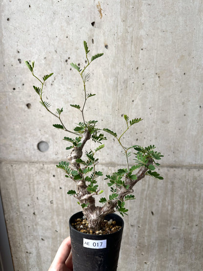 【現品限り】センナ・メリディオナリス 実生【AE17】 Senna meridionalis