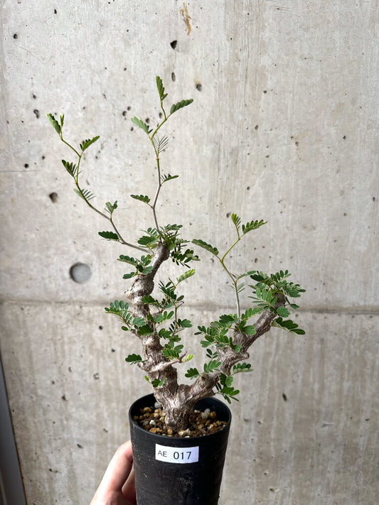 【現品限り】センナ・メリディオナリス 実生【AE17】 Senna meridionalis