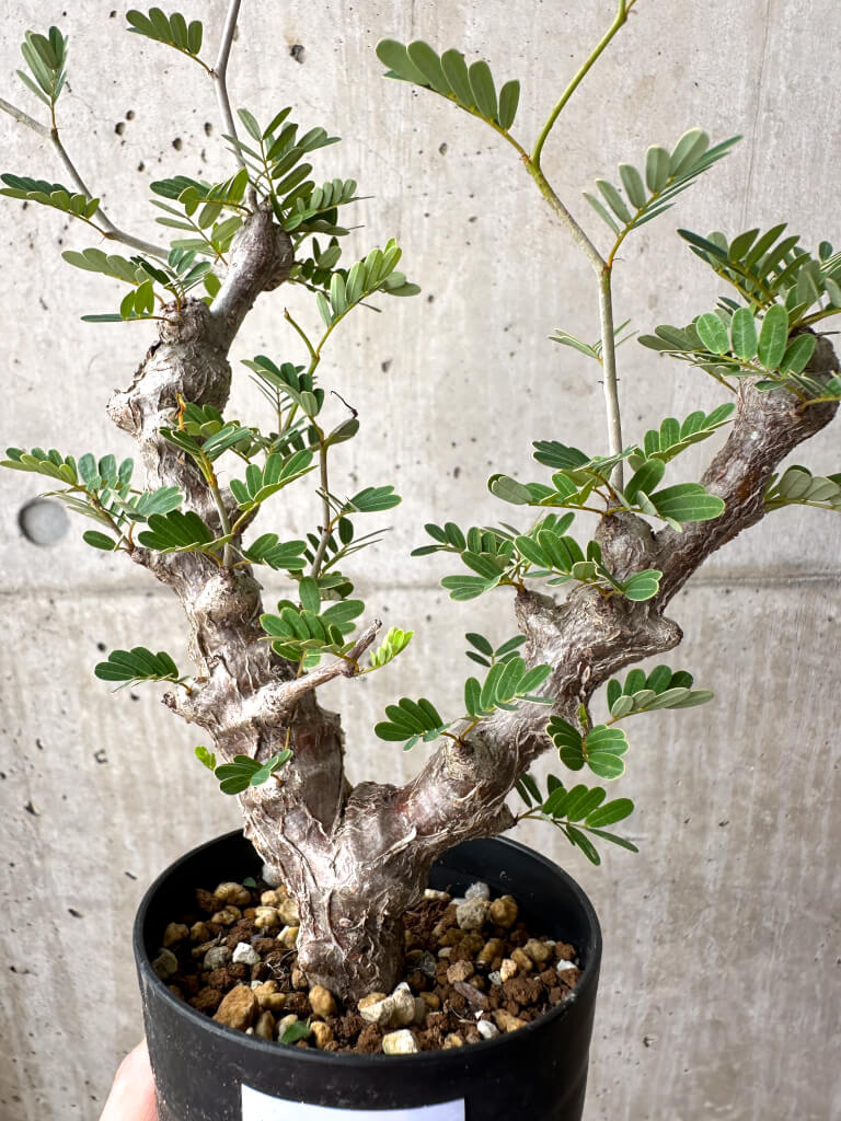 【現品限り】センナ・メリディオナリス 実生【AE17】 Senna meridionalis