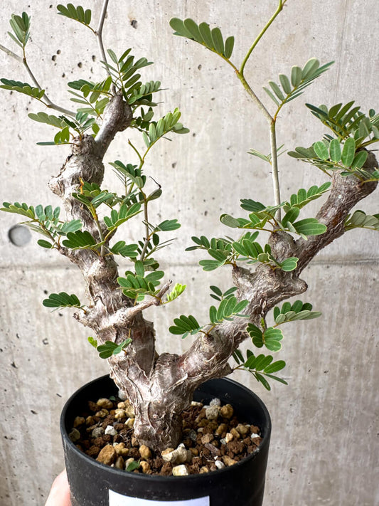 【現品限り】センナ・メリディオナリス 実生【AE17】 Senna meridionalis