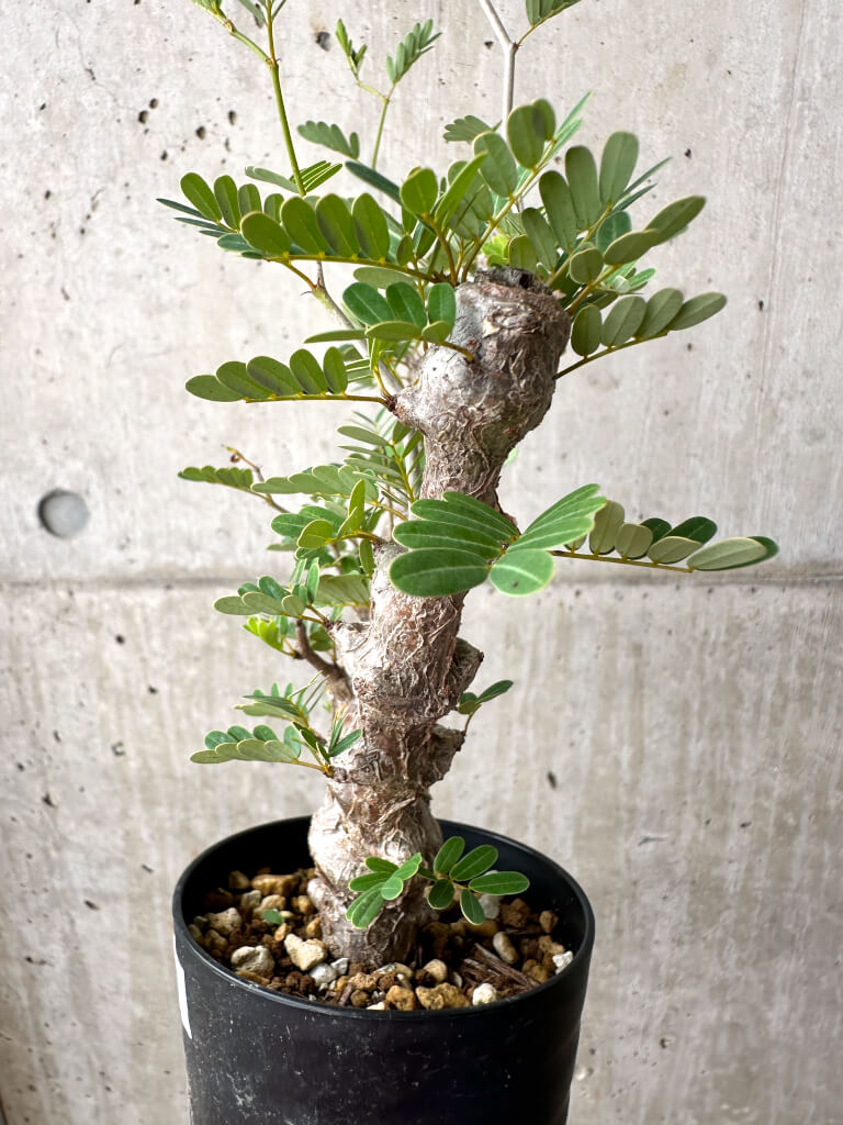 【現品限り】センナ・メリディオナリス 実生【AE17】 Senna meridionalis