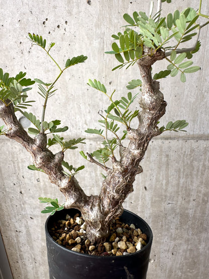 【現品限り】センナ・メリディオナリス 実生【AE17】 Senna meridionalis