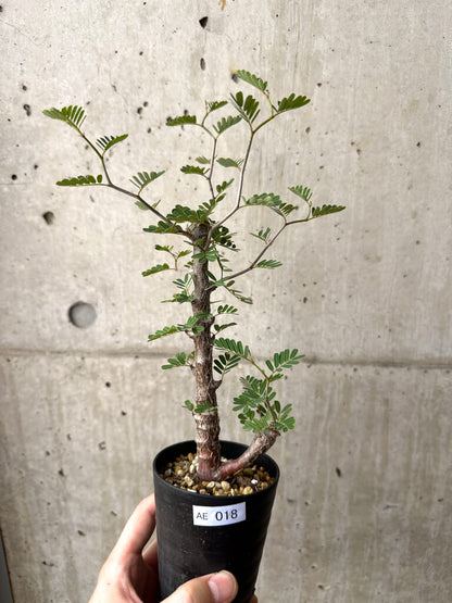 【現品限り】センナ・メリディオナリス 実生【AE18】 Senna meridionalis