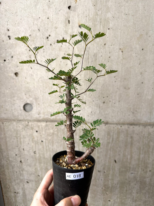 【現品限り】センナ・メリディオナリス 実生【AE18】 Senna meridionalis