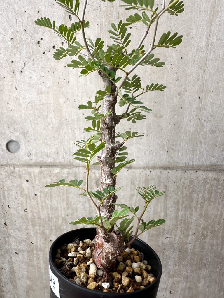 【現品限り】センナ・メリディオナリス 実生【AE18】 Senna meridionalis