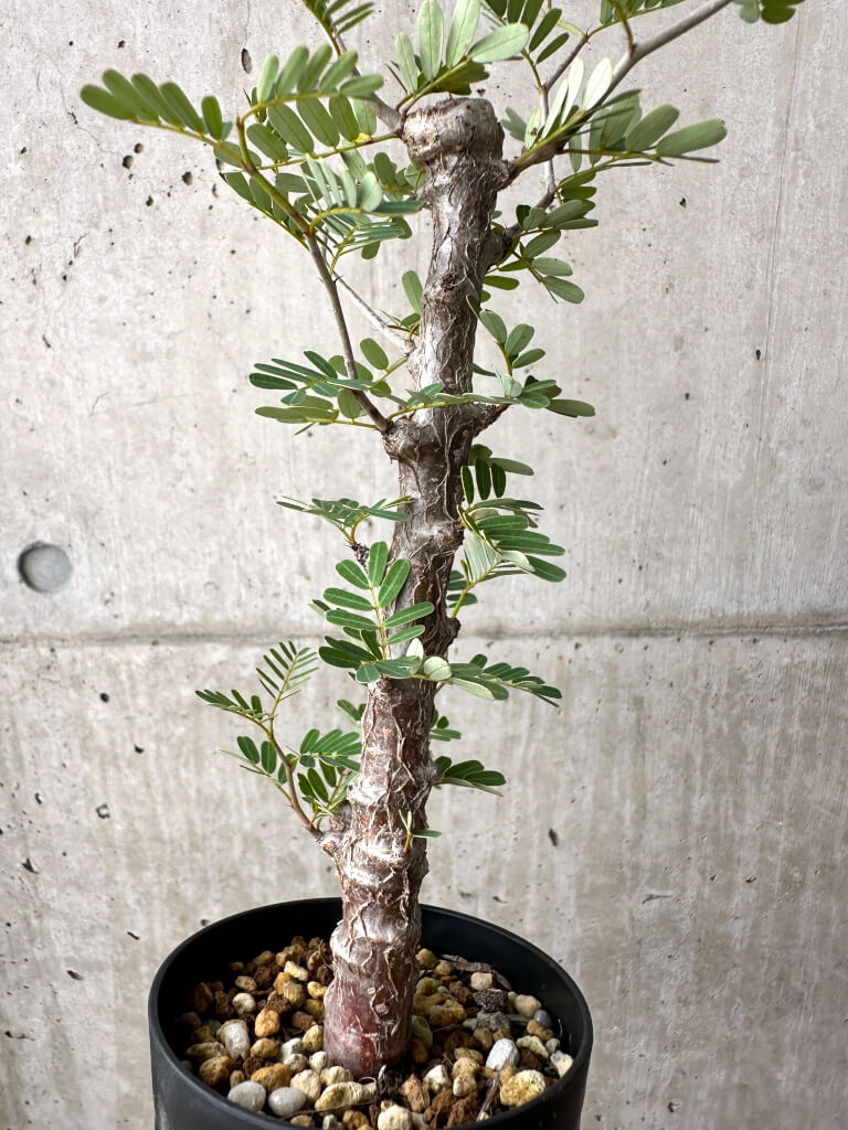 【現品限り】センナ・メリディオナリス 実生【AE18】 Senna meridionalis